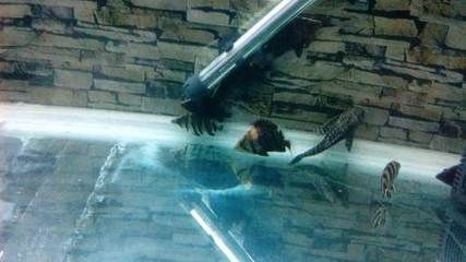 印尼虎魚(yú)倒立怎么回事：印尼虎魚(yú)倒立可能有多種原因