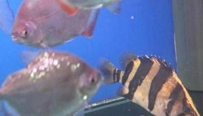 印尼虎魚(yú)倒立怎么回事：印尼虎魚(yú)倒立可能有多種原因