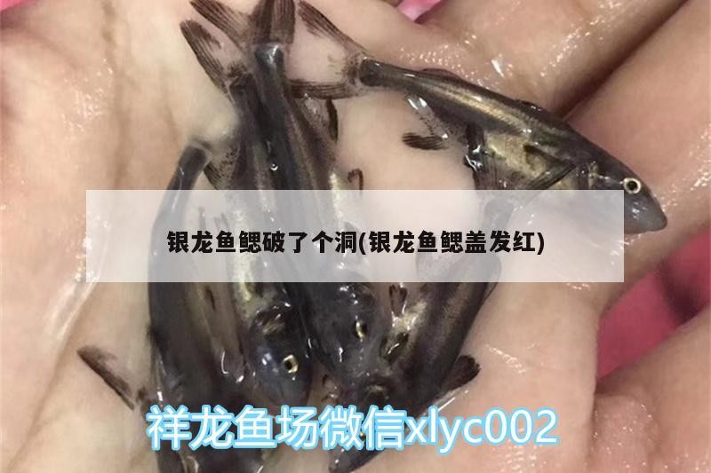 銀龍魚鰓破了個洞(銀龍魚鰓蓋發(fā)紅)