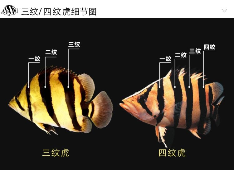泰國虎魚與印尼虎魚區別：泰國虎魚與印尼虎魚的區別