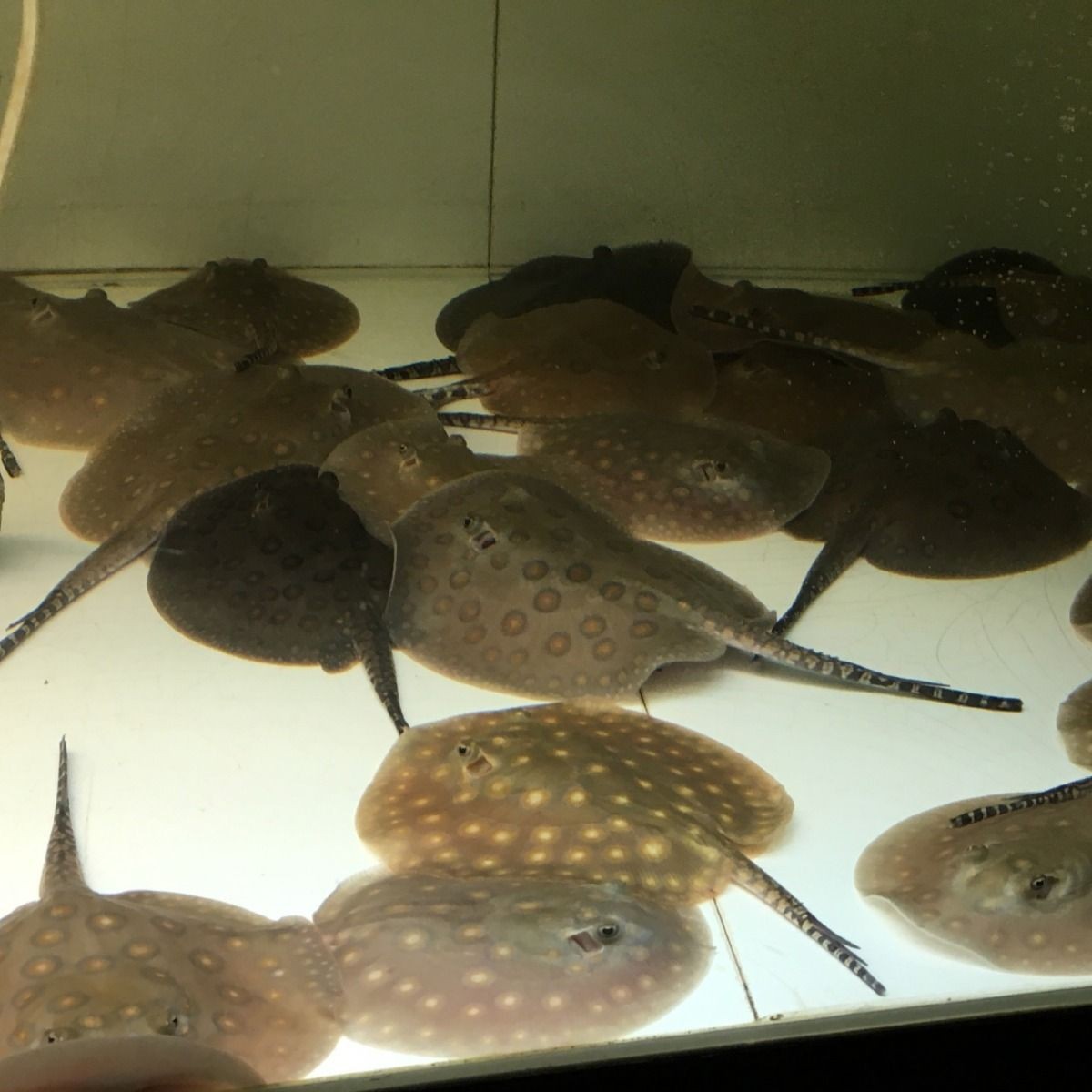 帝王魟魚繁殖期飼料選擇：如何判斷帝王魟魚繁殖期營養需求
