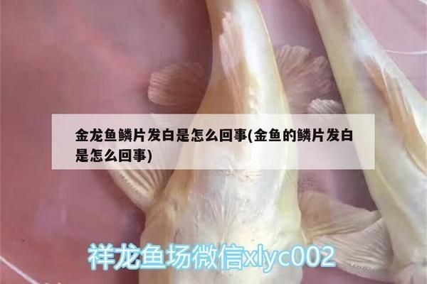 龍魚撞掉鱗長出鱗片顏色變深vs祥龍魚場：祥龍魚場龍魚鱗片再生過程解析龍魚鱗片再生過程解析