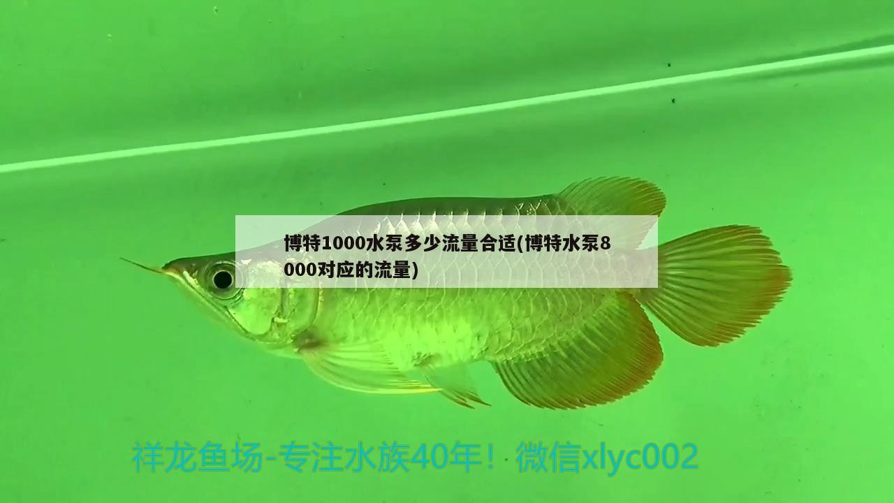 博特1000水泵多少流量合適(博特水泵8000對應的流量)