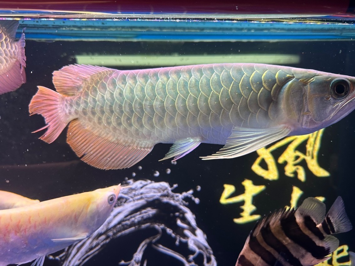 第一次養紅龍，30公分，怎么樣？