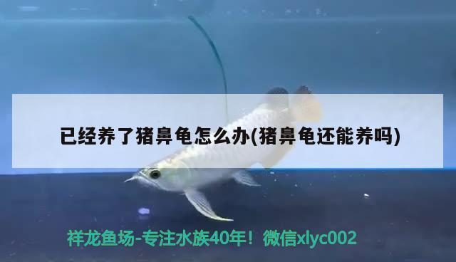 已經養了豬鼻龜怎么辦(豬鼻龜還能養嗎)