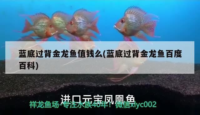 藍(lán)底過背金龍魚值錢么(藍(lán)底過背金龍魚百度百科)