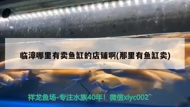 臨漳哪里有賣魚缸的店鋪啊(那里有魚缸賣)