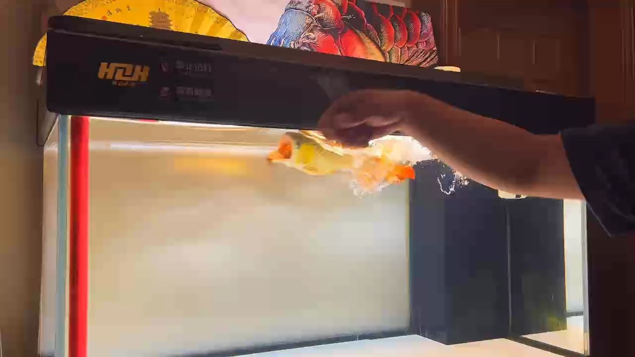 狀態+頭版+身形+鰭尾+后期發色