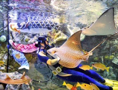 魟魚白色和黑色的區別在哪里：魟魚中的白色和黑色的區別在哪里