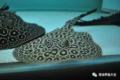皇冠黑白魟魚飼養(yǎng)溫度：皇冠黑白魟魚的最佳飼養(yǎng)溫度為26-28攝氏度