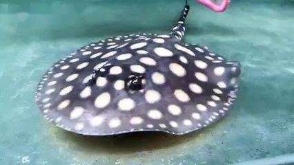 皇冠黑白魟魚飼養(yǎng)溫度：皇冠黑白魟魚的最佳飼養(yǎng)溫度為26-28攝氏度