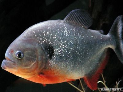 虎魚適合多高的水位養：虎魚適合在中層水域游動，具體的高度可以根據虎魚的種類和數量決定