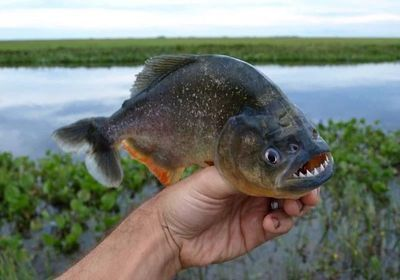 虎魚適合多高的水位養：虎魚適合在中層水域游動，具體的高度可以根據虎魚的種類和數量決定