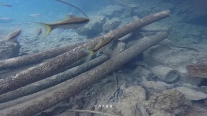 保山龍魚vs祥龍魚場（保山龍魚與祥龍魚場）