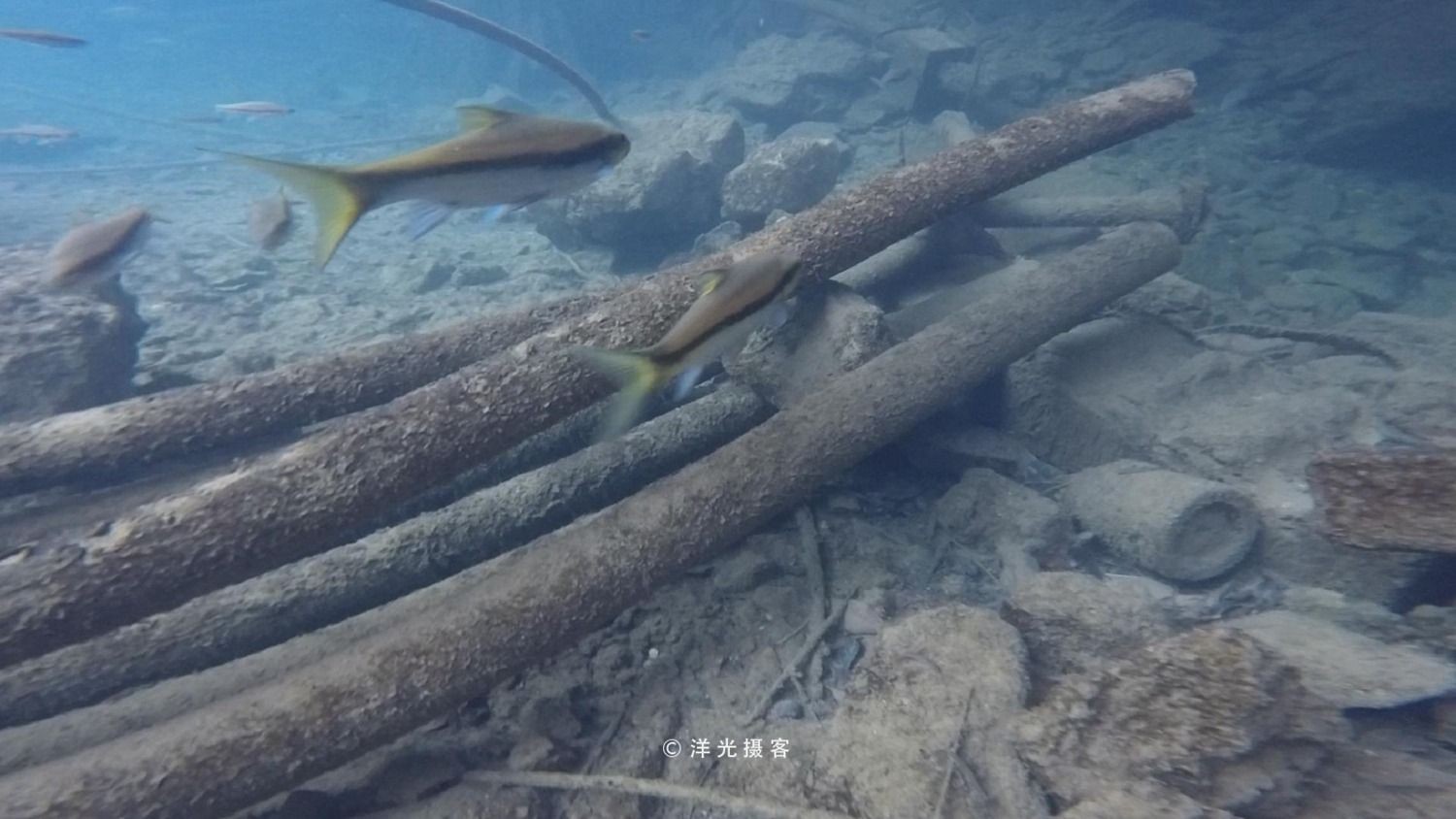保山龍魚vs祥龍魚場（保山龍魚與祥龍魚場）