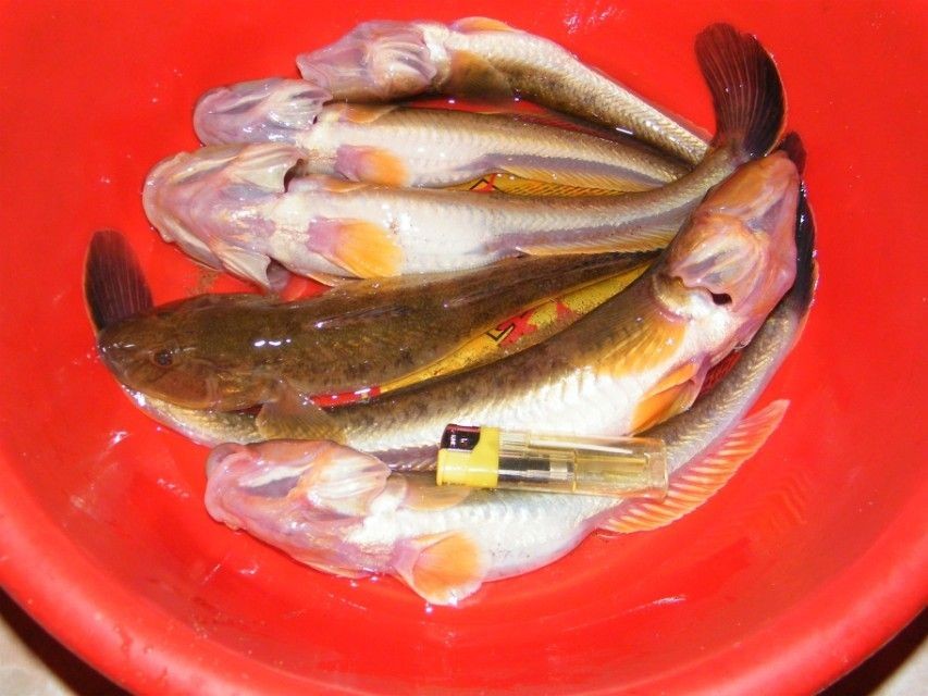 龍魚肚子鼓起是由多種原因引起的，龍魚肚子鼓起會自愈嗎，龍魚肚子鼓起可能是由多種原因引起的，龍魚肚子鼓起會自愈嗎