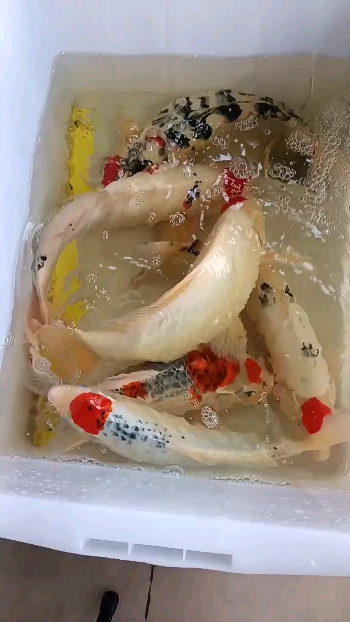 低價打包6條大丹頂錦鯉