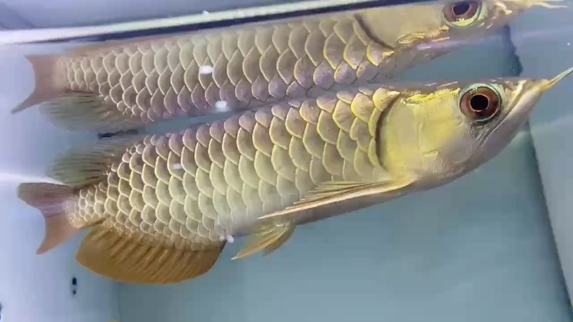 魚(yú)缸用增氧泵價(jià)格是多少:魚(yú)缸增氧機(jī)-xtrac增氧機(jī)-xtrac增氧機(jī) 看 龍魚(yú)論壇 看 看 龍魚(yú)論壇