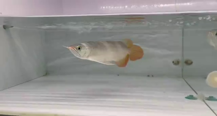 49號(hào)缸-印尼大湖賽級(jí)小紅龍，越大越漂亮品種。