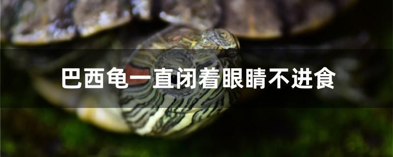 巴西龜一直閉著眼睛不進食怎么辦