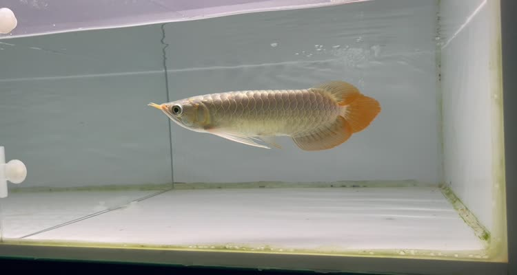 43號右缸-印尼大湖賽級小紅龍，越大越漂亮品種。