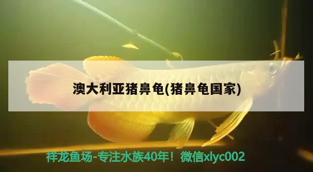 魚缸用增氧泵價(jià)格是多少:魚缸增氧機(jī)-xtrac增氧機(jī)-xtrac增氧機(jī) 澳大利亞豬鼻龜(豬鼻龜國家) 豬鼻龜百科 澳大利亞豬鼻龜(豬鼻龜國家) 澳大利亞豬鼻龜(豬鼻龜國家) 豬鼻龜百科