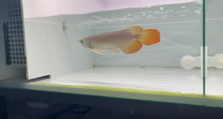 44號左缸-印尼大湖賽級小紅龍，越大越漂亮品種。