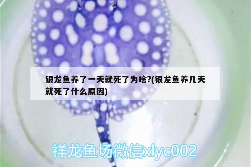 銀龍魚養了一天就死了為啥?(銀龍魚養幾天就死了什么原因)