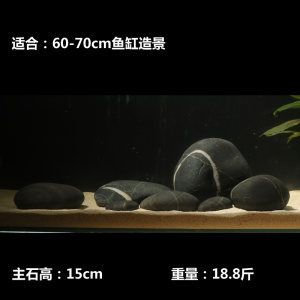 60厘米魚缸造景效果圖：60厘米的魚缸造景效果圖