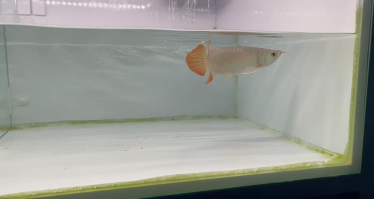 44號右缸-印尼大湖賽級小紅龍，越大越漂亮品種。