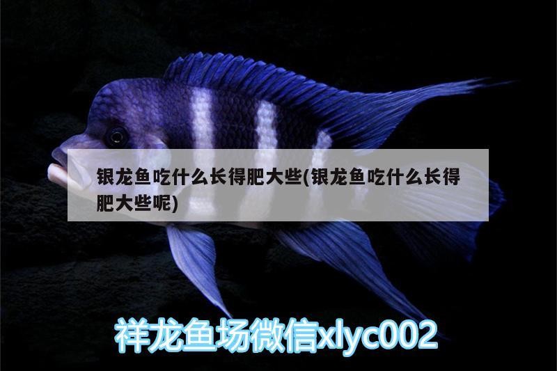 銀龍魚吃什么長得肥大些(銀龍魚吃什么長得肥大些呢)