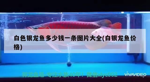沙河口區阿寶魚店