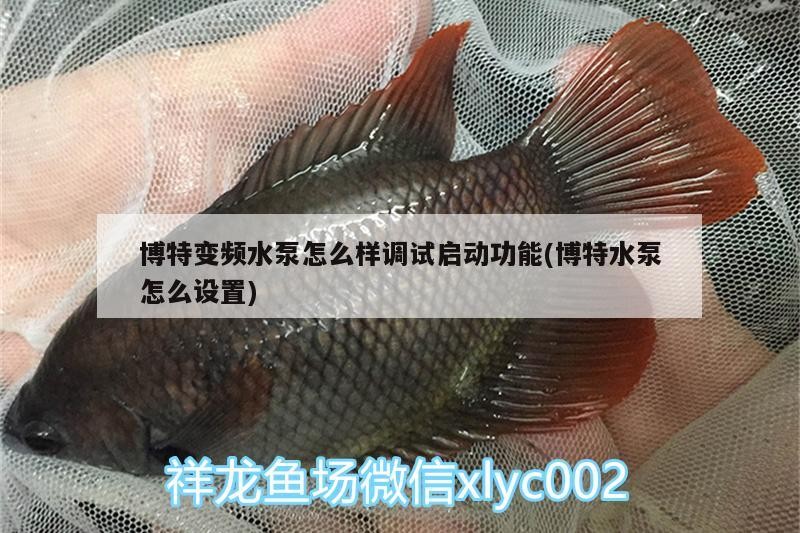 博特變頻水泵怎么樣調試啟動功能(博特水泵怎么設置)