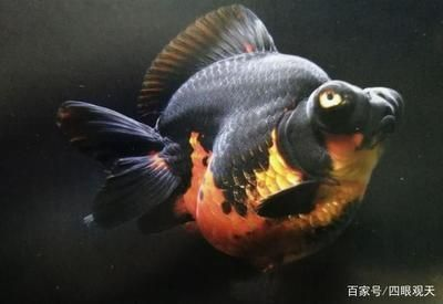 黃南藏族自治州水族館vs祥龍魚場（黃南藏族自治州水族館信息）