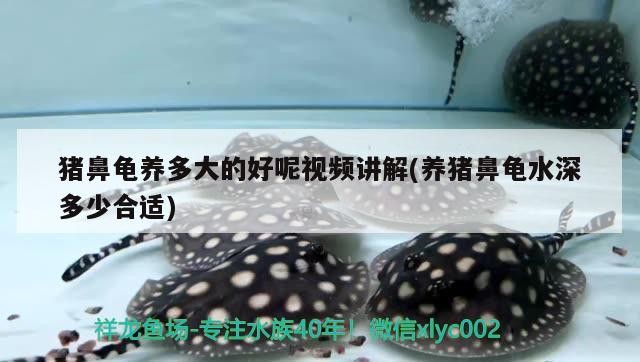 豬鼻龜養多大的好呢視頻講解(養豬鼻龜水深多少合適)