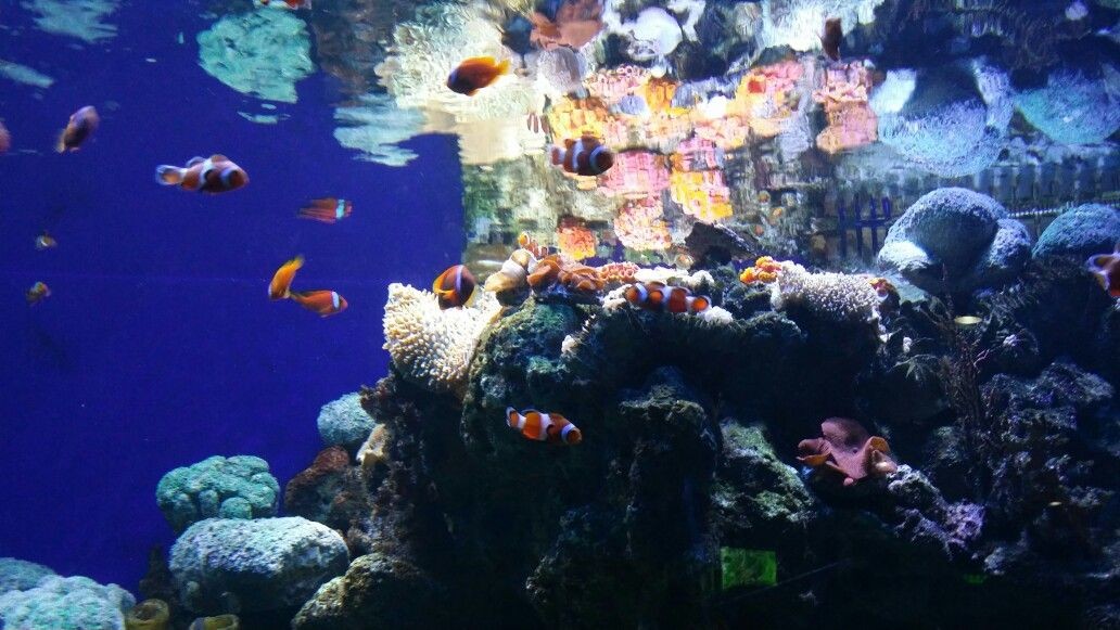三亞水族館vs祥龍魚場（三亞水族館和祥龍魚場哪個好）