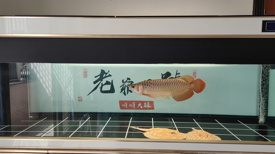 打卡紅龍
