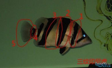 虎魚怎么區分是什么虎：虎魚品種基本區分方法，泰國虎、印尼虎、印尼虎等基本區分方法