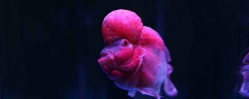 龍魚體表寄生蟲怎么處理vs祥龍魚場：如何處理龍魚體表寄生蟲
