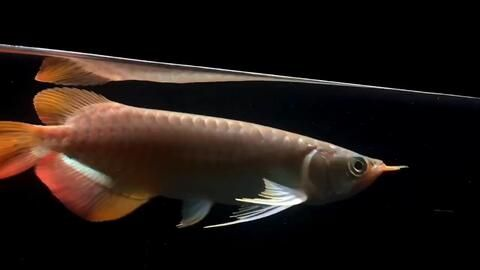 超大紅龍魚90公分多重：90公分的紅龍魚重量可能在3-5公斤之間 超大紅龍魚90公分多重：90公分的紅龍魚重量可能在3-5公斤之間 紅龍魚百科