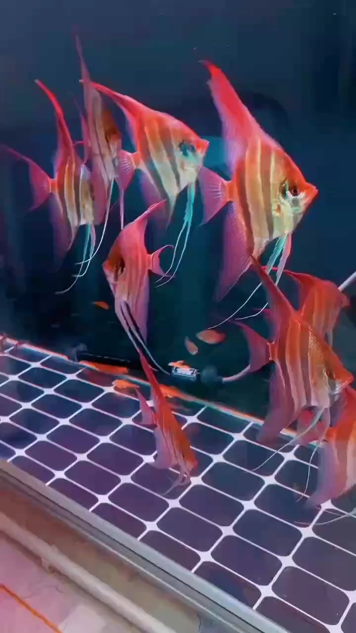 精品野生埃及