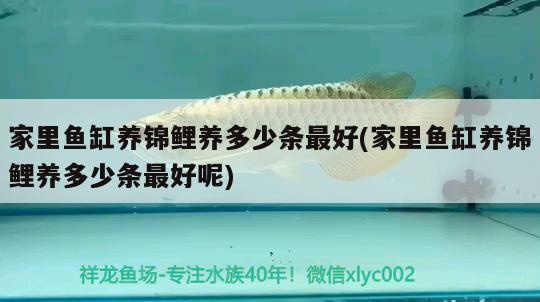 金九龍魚缸質量咋樣（金九龍魚缸質量咋樣呀）