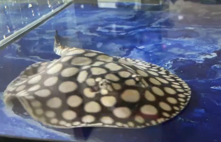 繁殖選育