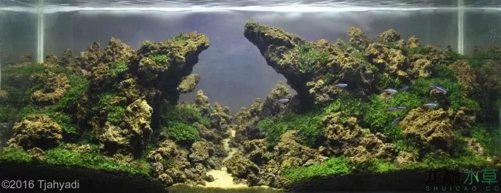 魚缸水草種類常見水草有哪些：魚缸水草種類有哪些