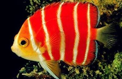 魟魚公魚和母魚哪個長的大：魟魚公魚和母魚哪個長得大