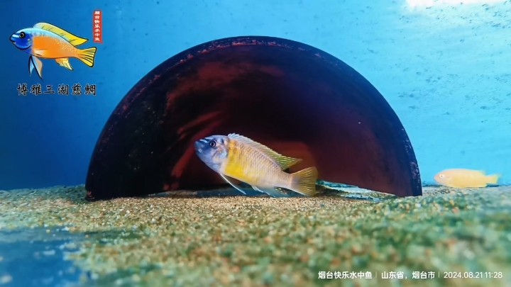 卡丑MC極品小公魚