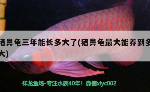 豬鼻龜三年能長多大了(豬鼻龜最大能養到多大)