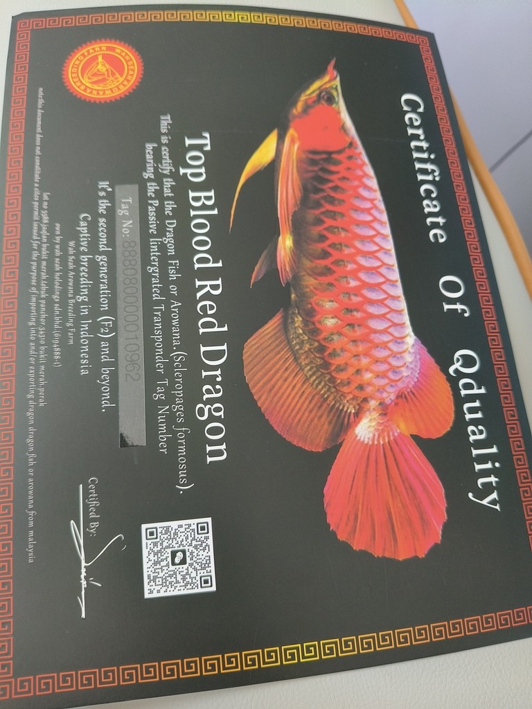 網購，不知道是不是真的紅龍，哪位大佬幫忙
