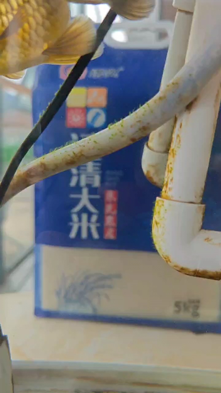 這是要張綠苔的節奏么？