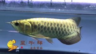 海東龍魚vs祥龍魚場（海東龍魚和祥龍魚場之前需要明確兩者之間的區別）